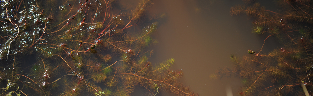 PONDWEED, Water-milfoil Myriophyllum quitense 